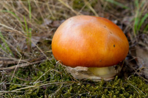 Orange Mushroom