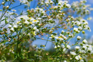 White Flowers
